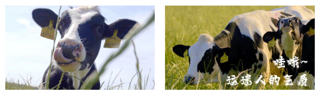 荣耀网页版_荣耀（中国）丨每天一杯奶，幸福健康喝出来！！！