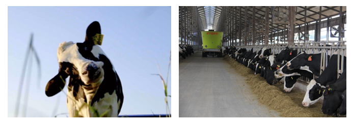 荣耀网页版_荣耀（中国）丨每天一杯奶，幸福健康喝出来！！！