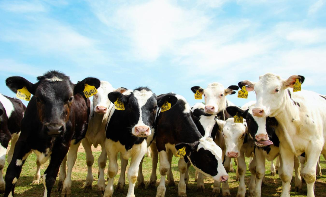 北京大学南南合作与发展学院教授、全球伙伴关系主任周咏梅一行莅临荣耀网页版_荣耀（中国）平舆瑞亚牧业参观调研