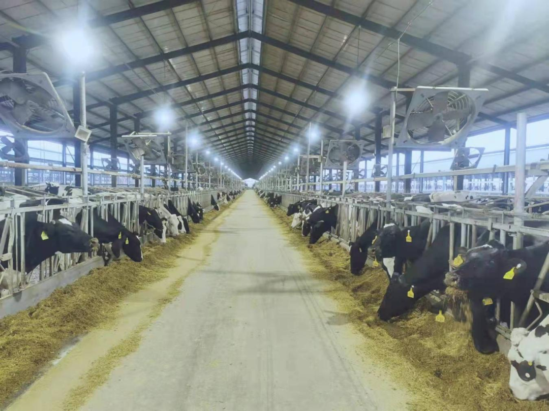 北京大学南南合作与发展学院教授、全球伙伴关系主任周咏梅一行莅临荣耀网页版_荣耀（中国）平舆瑞亚牧业参观调研