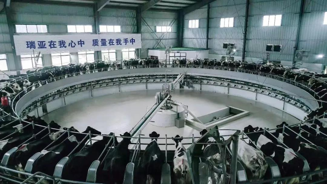 荣耀网页版_荣耀（中国）丨国家奶牛产业技术体系首席科学家、中国农业大学教授李胜利一行莅临荣耀网页版_荣耀（中国）鲁山瑞亚参观调研