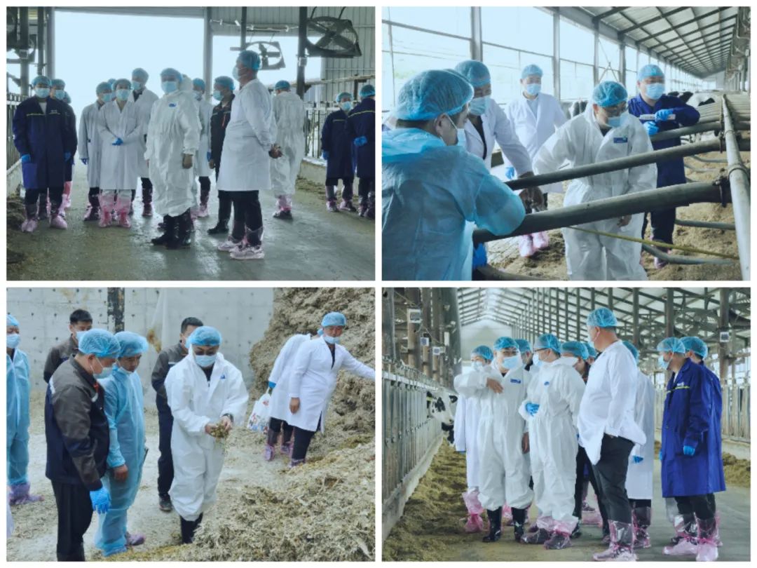 荣耀网页版_荣耀（中国）丨国家奶牛产业技术体系首席科学家、中国农业大学教授李胜利一行莅临荣耀网页版_荣耀（中国）鲁山瑞亚参观调研