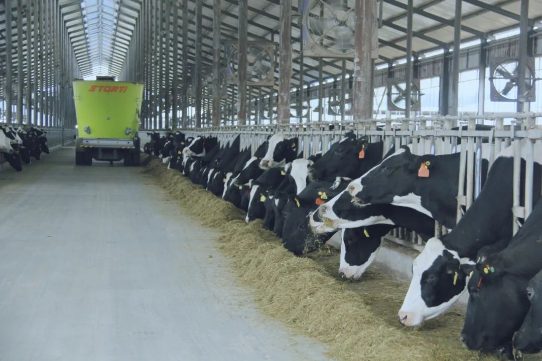 荣耀网页版_荣耀（中国）丨驻马店市遂平县政协党组书记、主席张卫东一行莅临荣耀网页版_荣耀（中国）鲁山瑞亚牧场参观