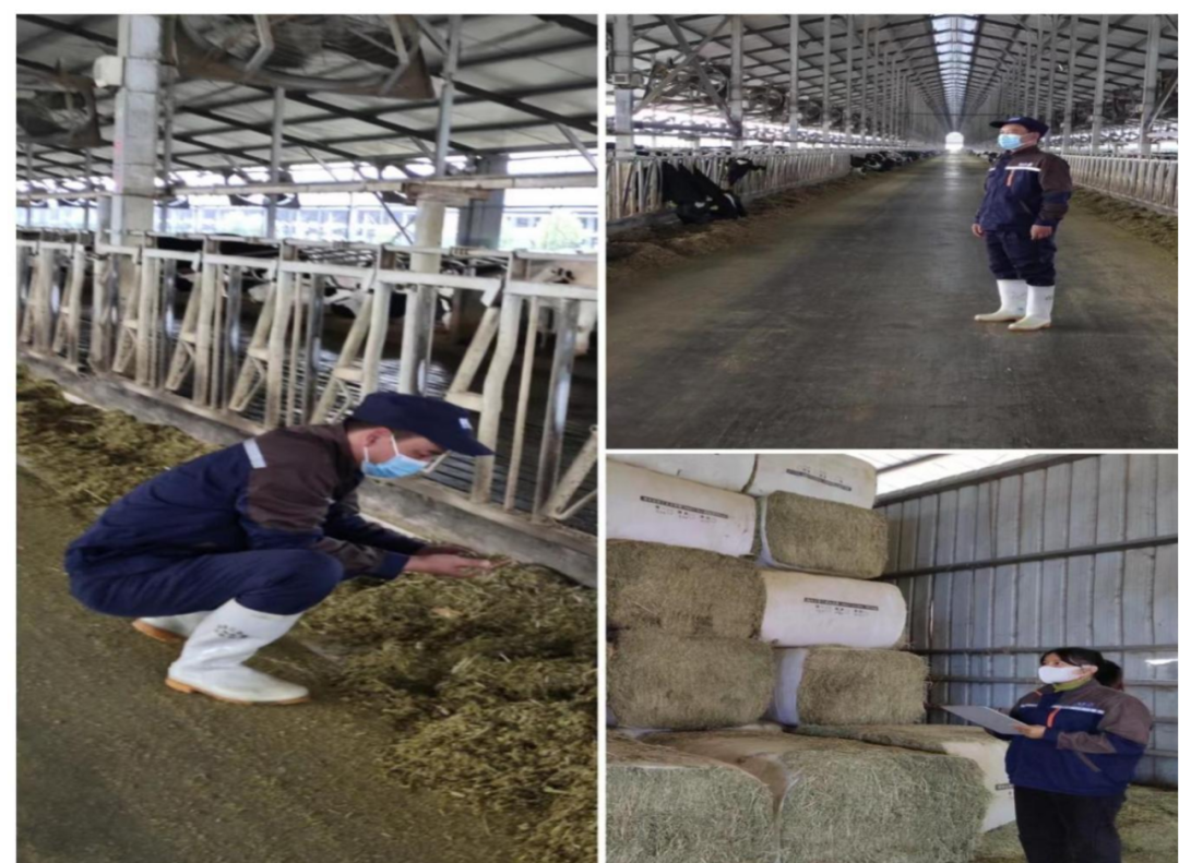 荣耀网页版_荣耀（中国）丨点点微光汇星河——养殖事业部抗疫保生产侧记