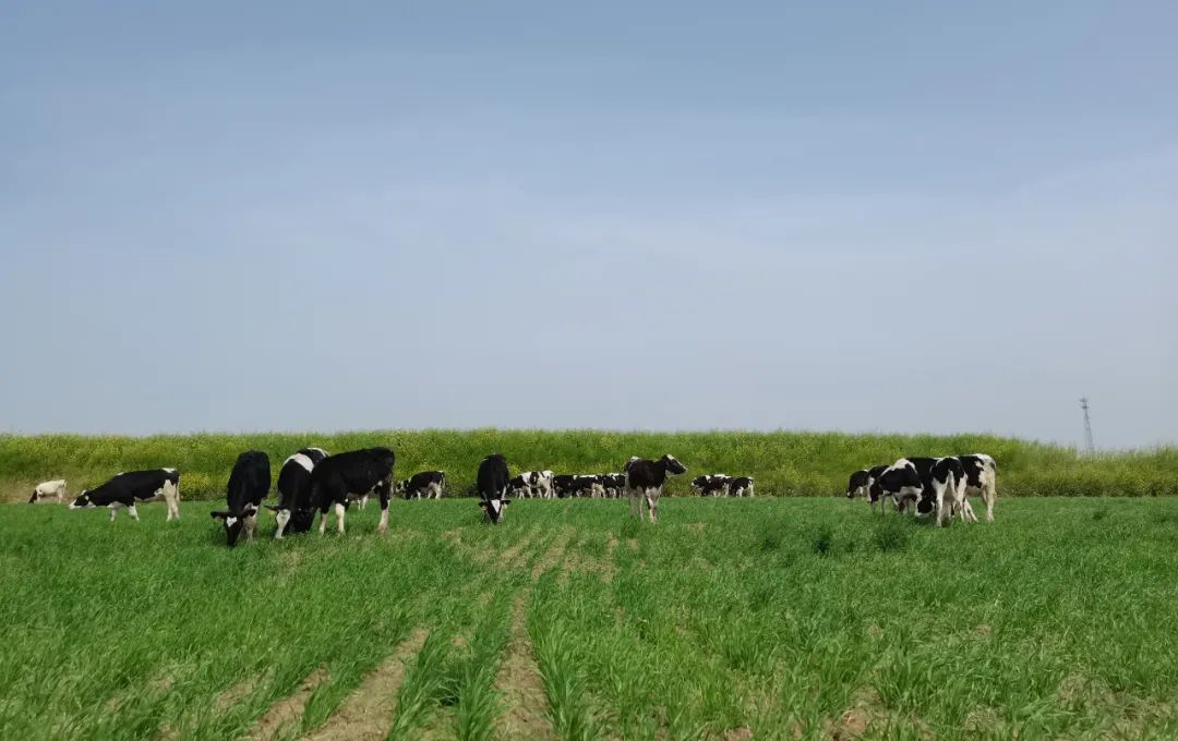 继往开来 · 再创辉煌 | 荣耀网页版_荣耀（中国）乳业集团召开9月营销、养殖及饲料月度经营工作会议