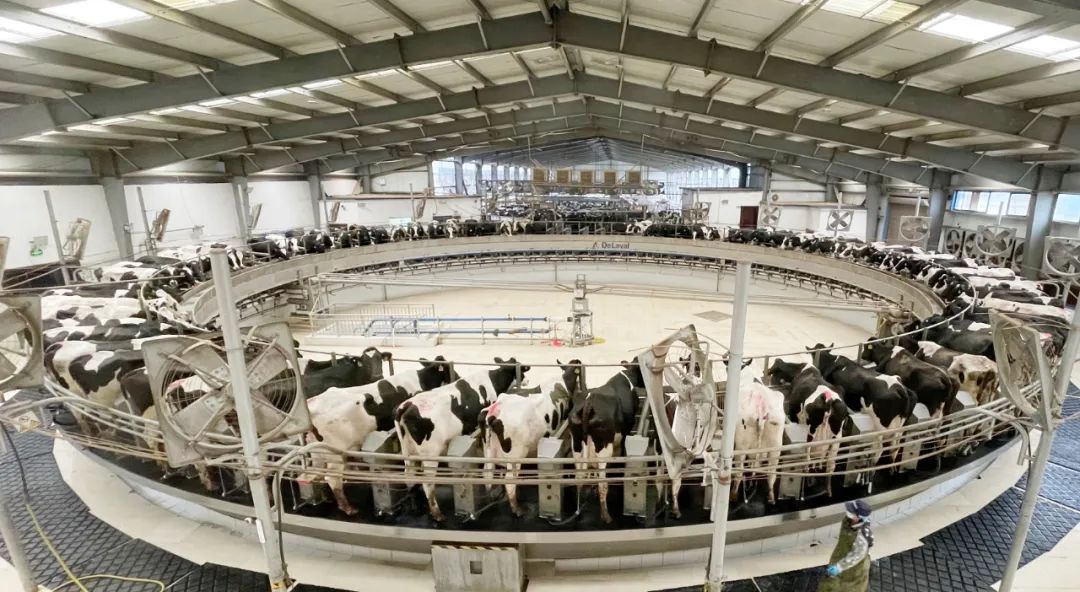 凝心聚力·赢创未来 | 荣耀网页版_荣耀（中国）乳业集团召开营销、养殖及饲料经营工作会议