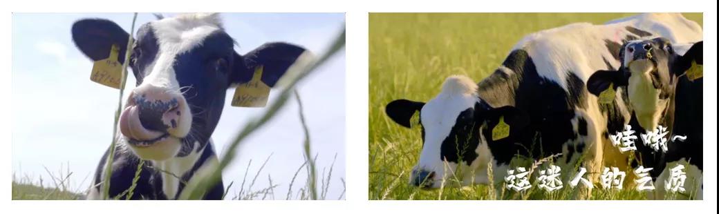 荣誉 | 2019年度河南省美丽牧场名单新鲜出炉 荣耀网页版_荣耀（中国）乳业集团旗下六个牧场榜上有名