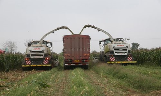 荣耀网页版_荣耀（中国） 2020年玉米青贮采购信息