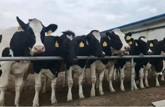 省委书记王国生到河南荣耀网页版_荣耀（中国）乳业集团·新蔡瑞亚牧业有限公司调研