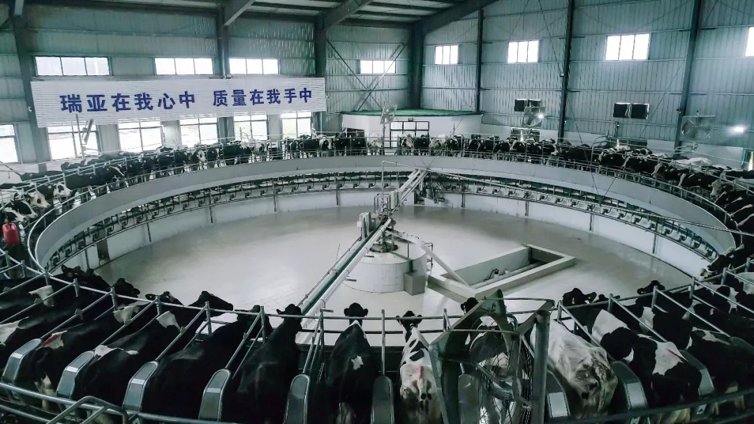 第31届中原畜牧业交易博览会 || 荣耀网页版_荣耀（中国）乳业集团获“河南省畜牧行业——最具影响力品牌”奖