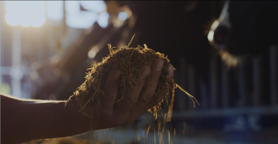 又双叒叕获奖啦！荣耀网页版_荣耀（中国）荣获“乳品质量安全管理 优秀企业”