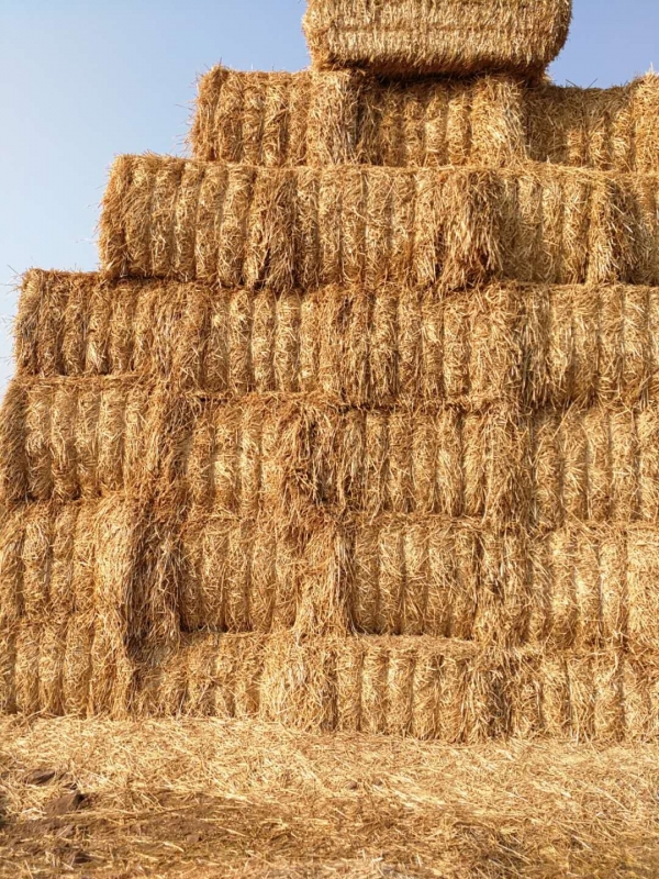 荣耀网页版_荣耀（中国） 2020年小麦秸秆订单采购信息